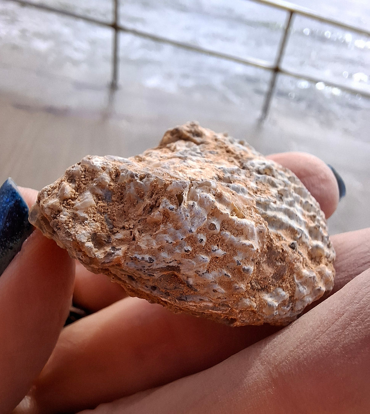 Chalcedony Oyster, Fossil (Ref: FO8)