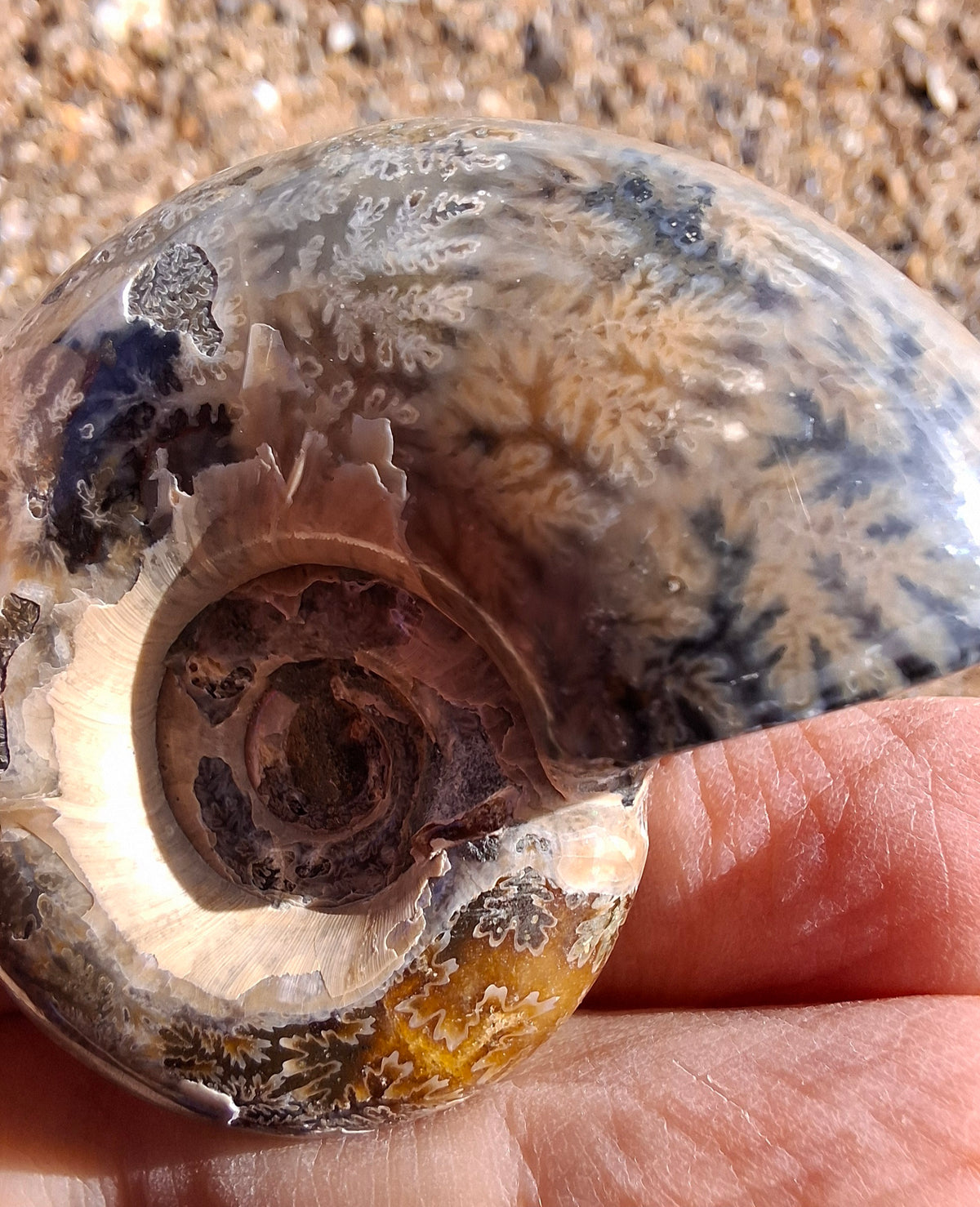 Polished Ammonite, Fossil (Ref: AMM1)