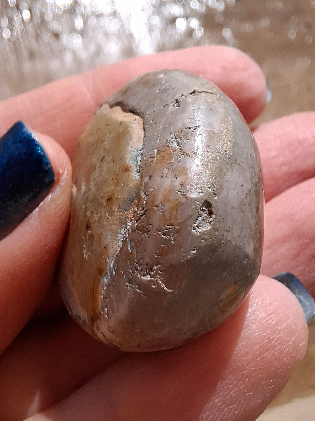 Polished Sea Urchin, Fossil (Ref: SU1)