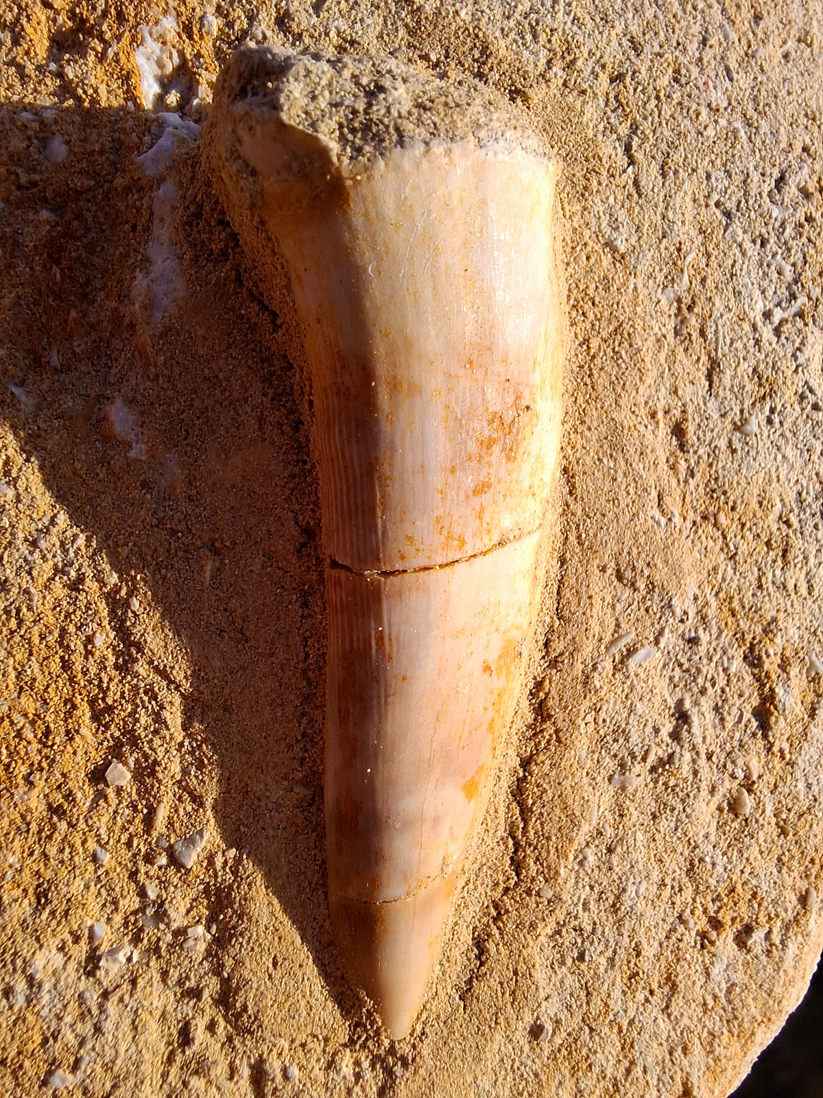 Enchodus Sabre Tooth, Fossil (Ref: ES5)