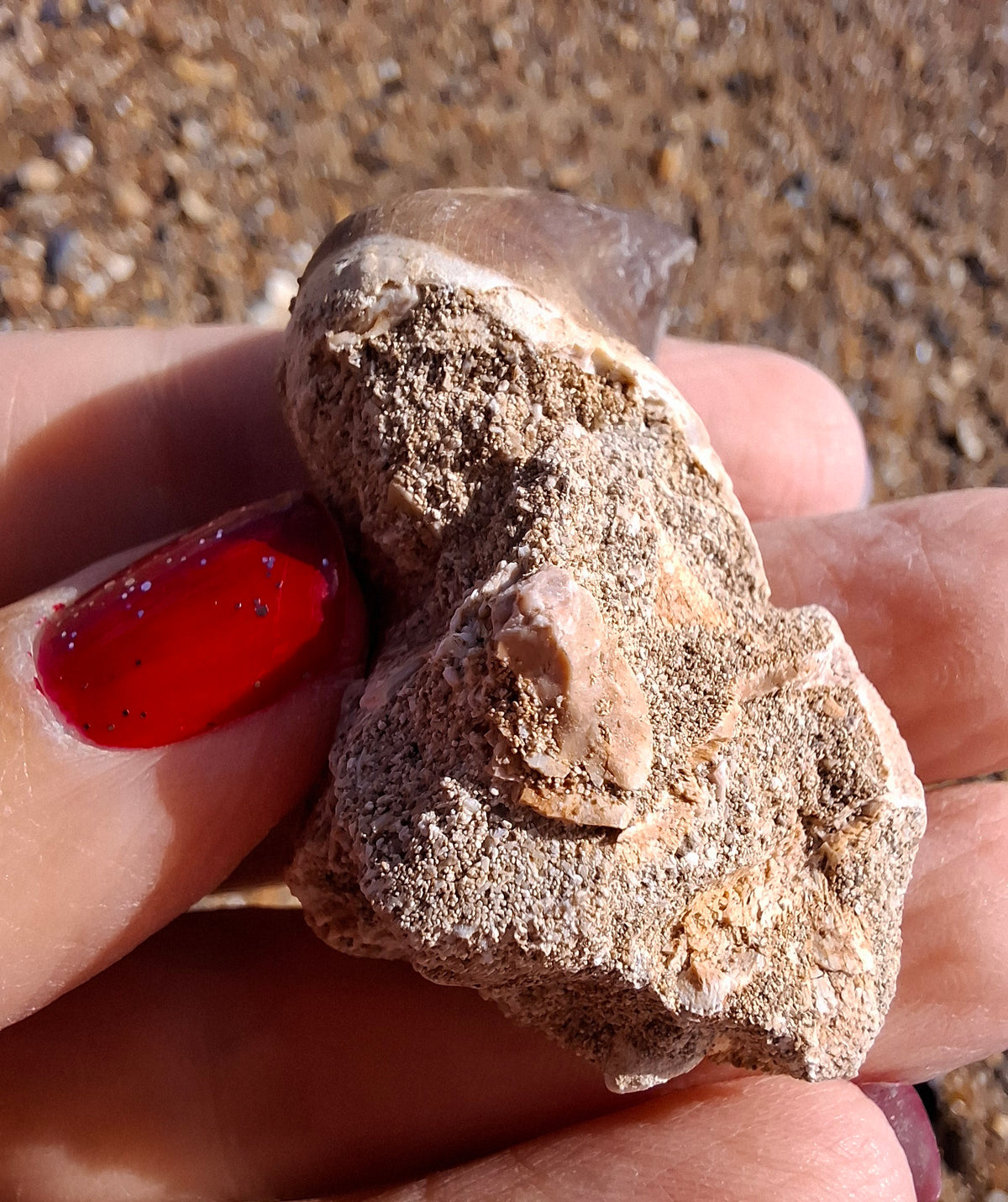 Mosasaurus Tooth with matrix, Fossil, (Ref: MTM1)
