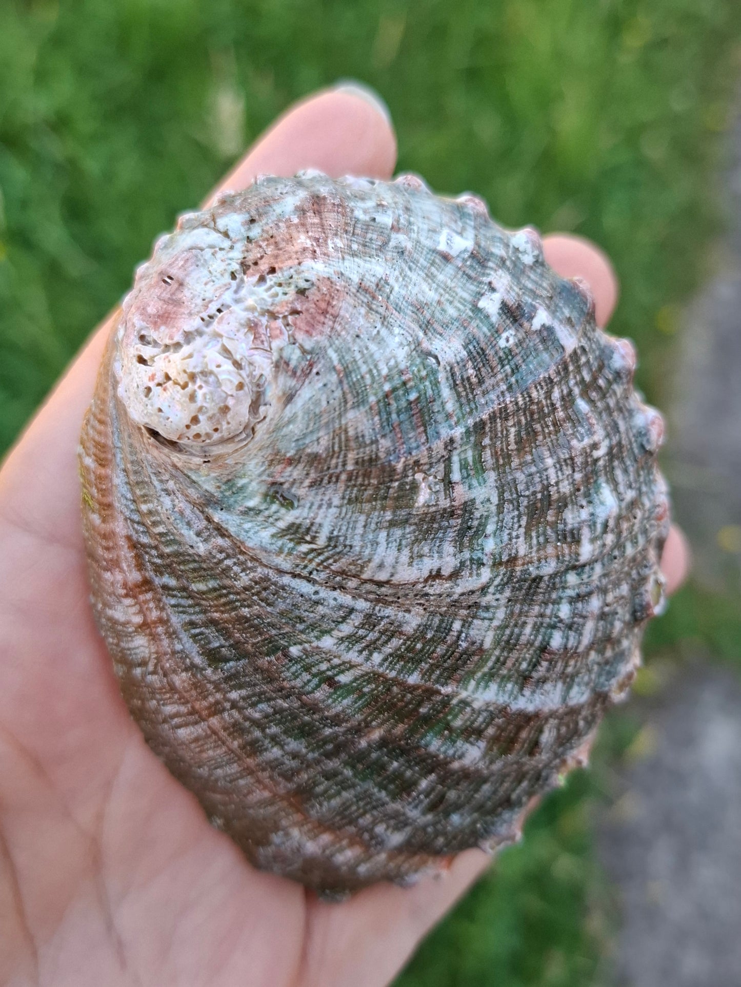Abalone Shell, (Ref: SH1)
