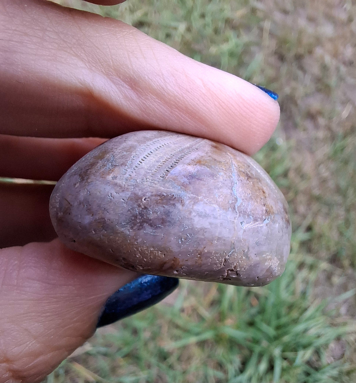 Polished Sea Urchin, Fossil (Ref: SU1)