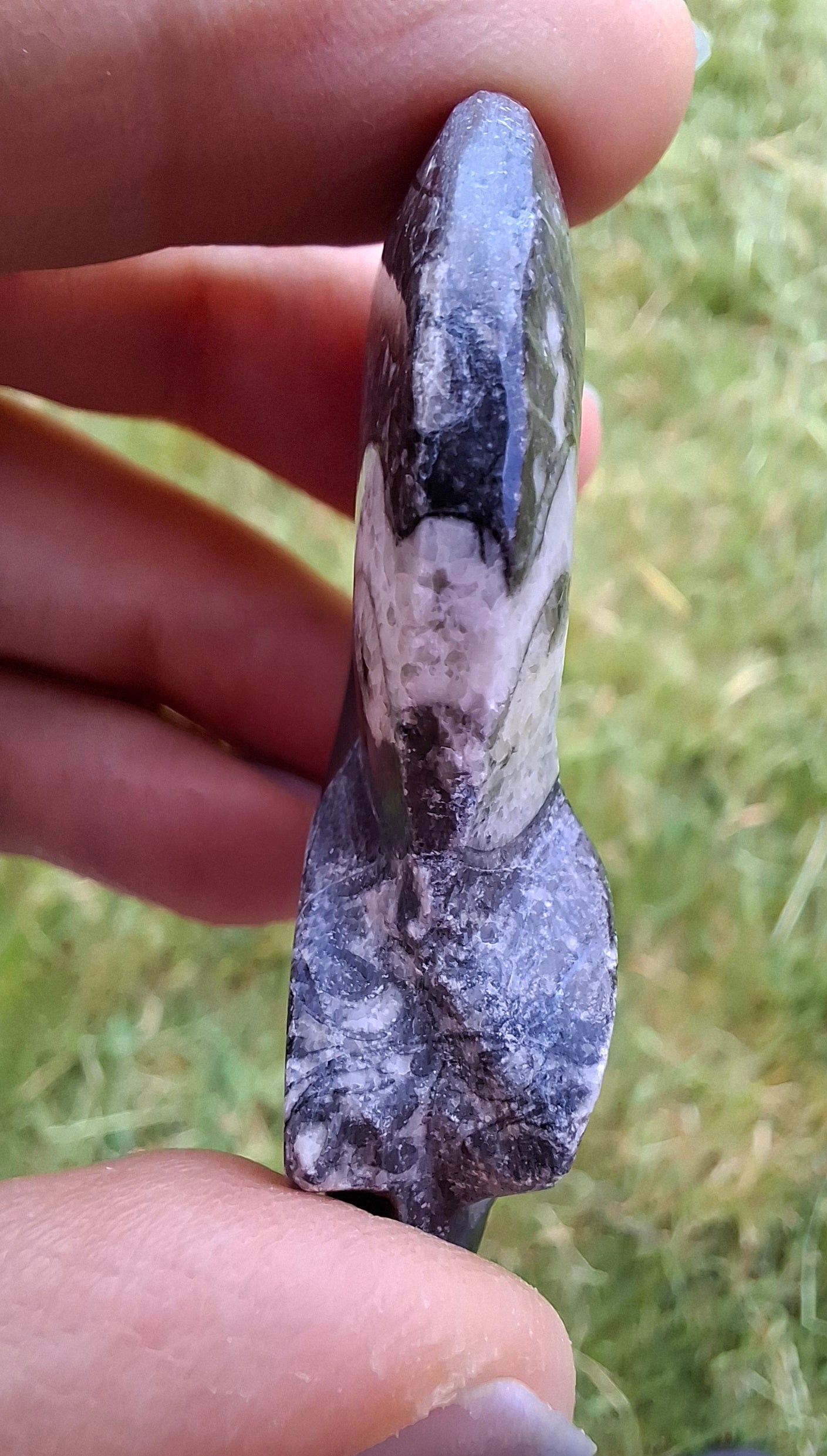 Goniatite, Fossil (Ref: GA5)