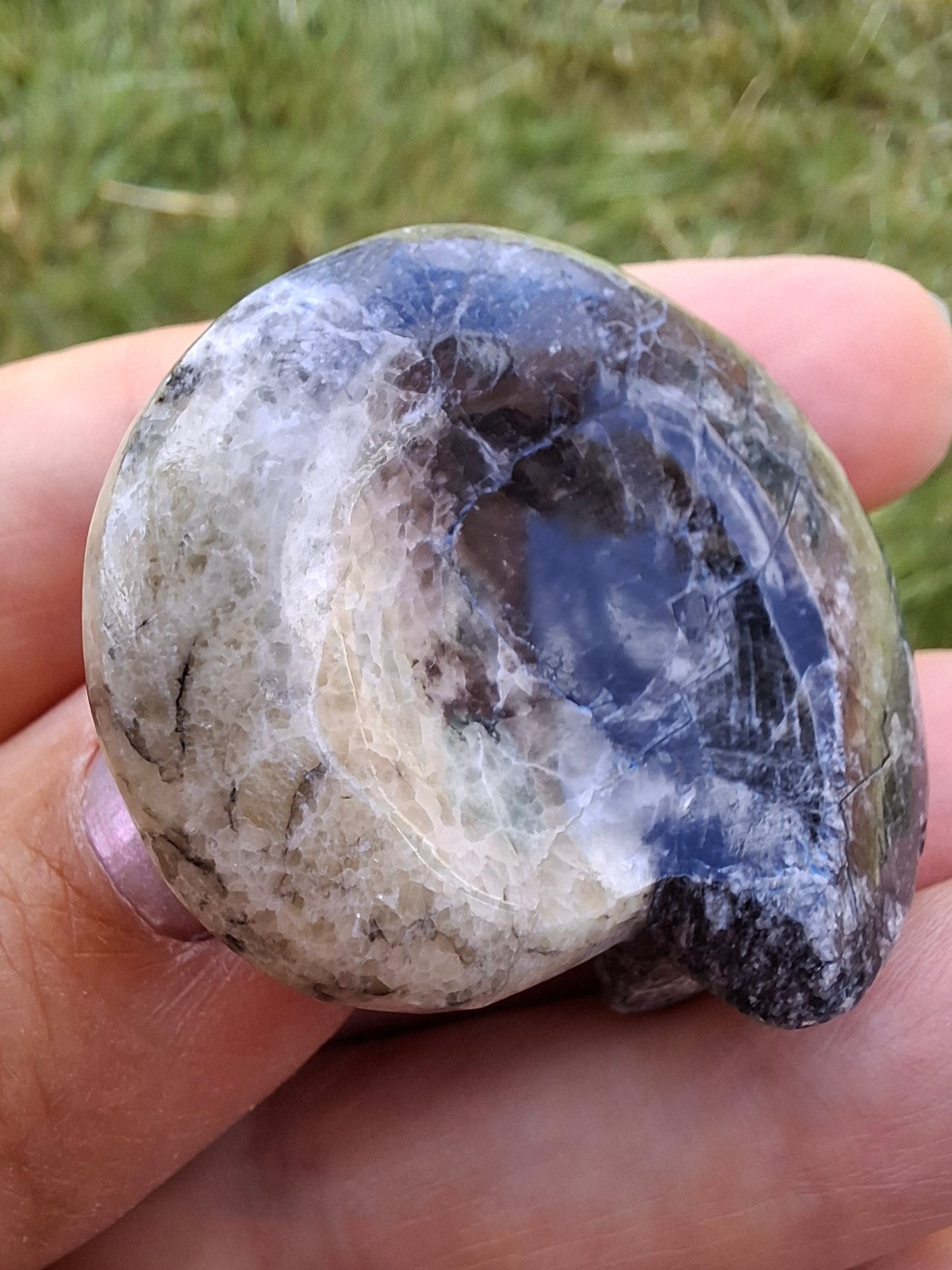 Goniatite, Fossil (Ref: GA3)