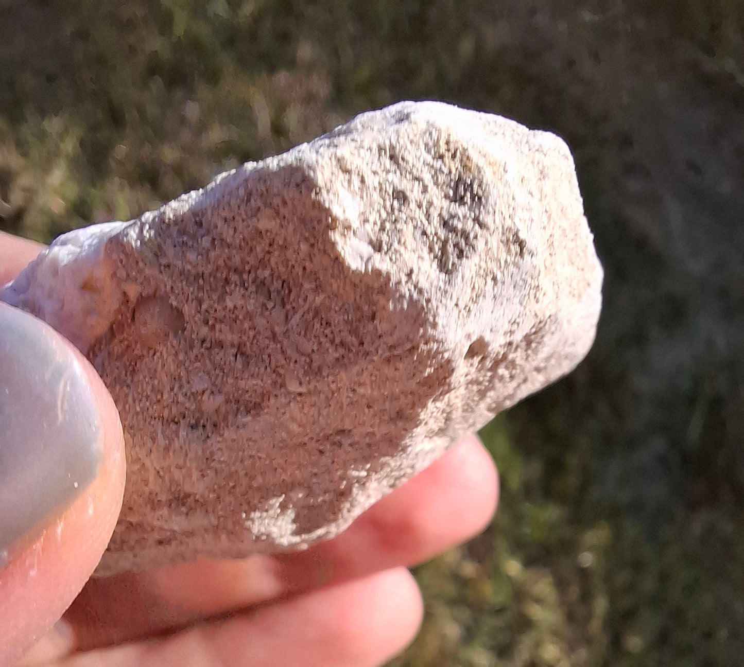 Otodus Shark Tooth in Rock, Fossil (Ref: OT2)
