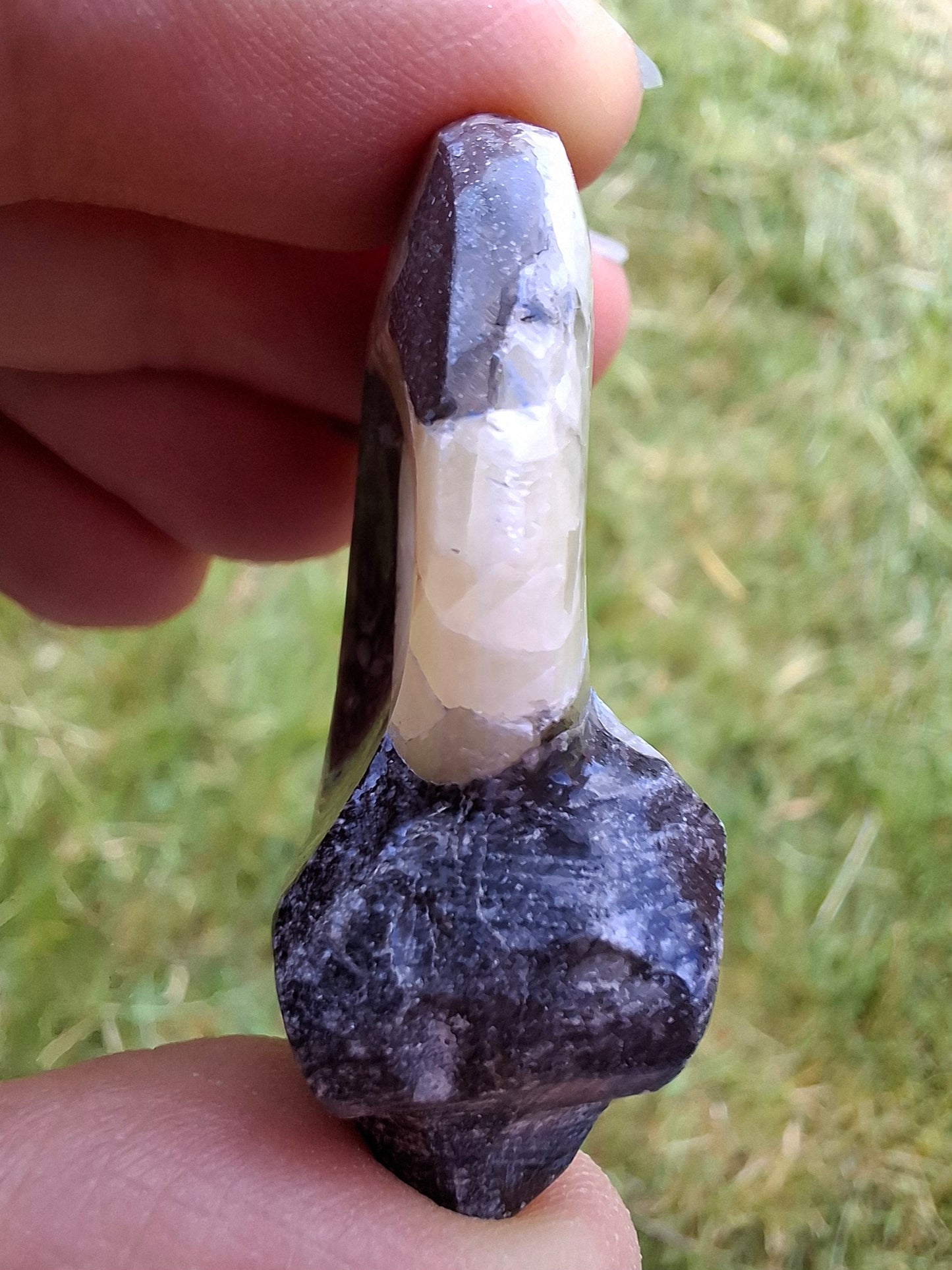 Goniatite, Fossil (Ref: GA7)