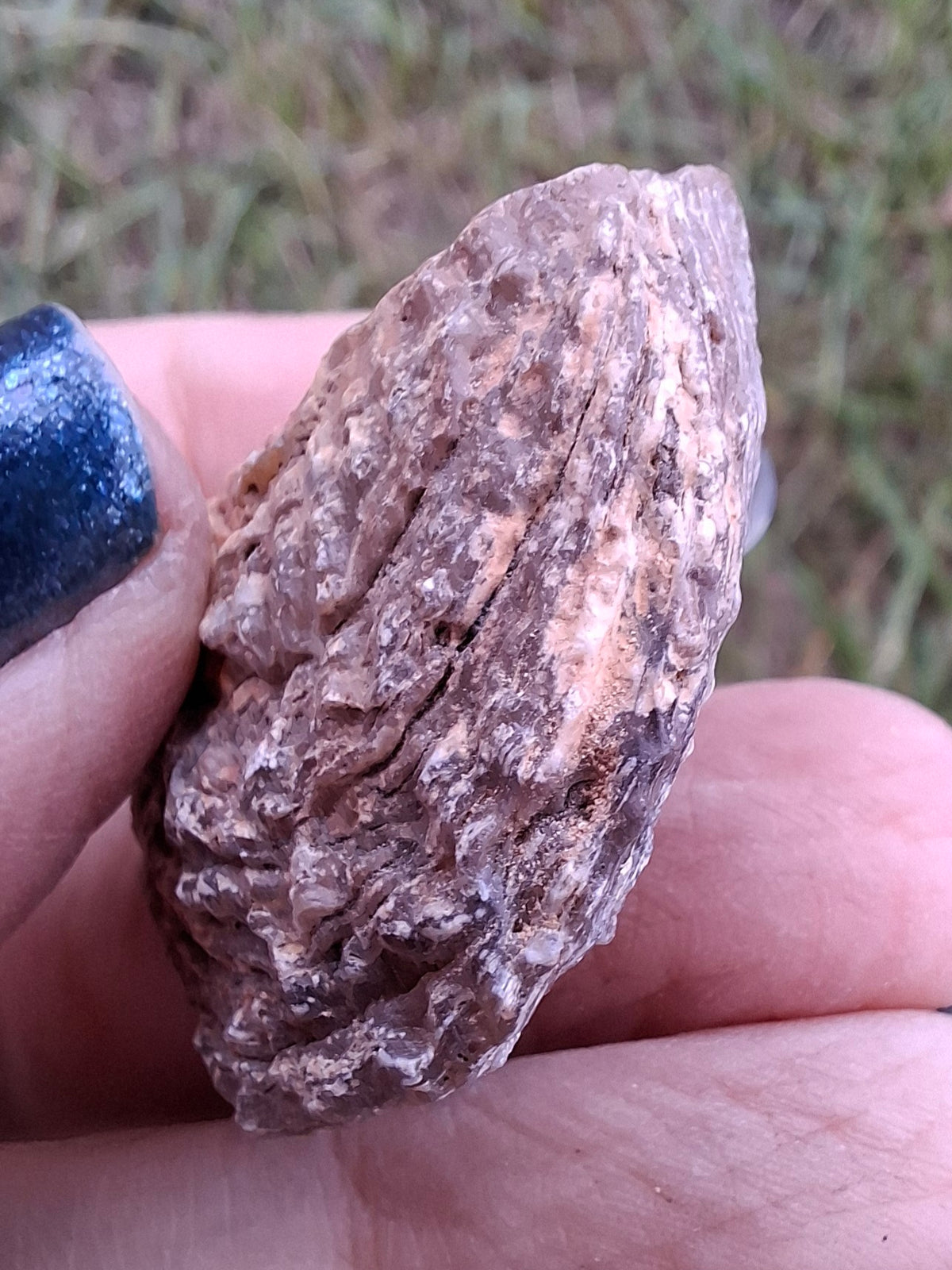 Chalcedony Oyster, Fossil (Ref: FO7)