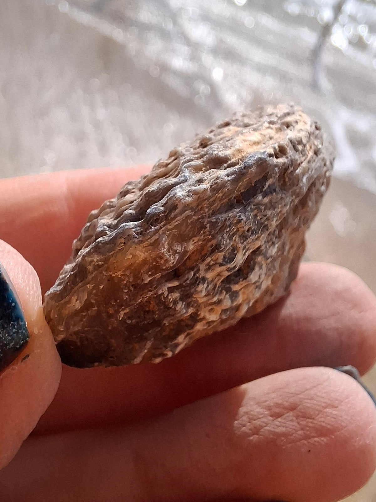 Chalcedony Oyster, Fossil (Ref: FO7)