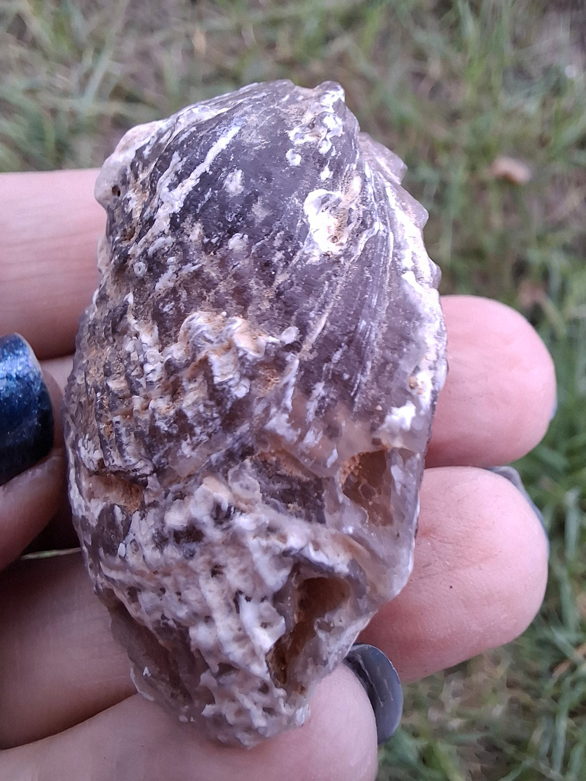 Chalcedony Oyster, Fossil (Ref: FO4)
