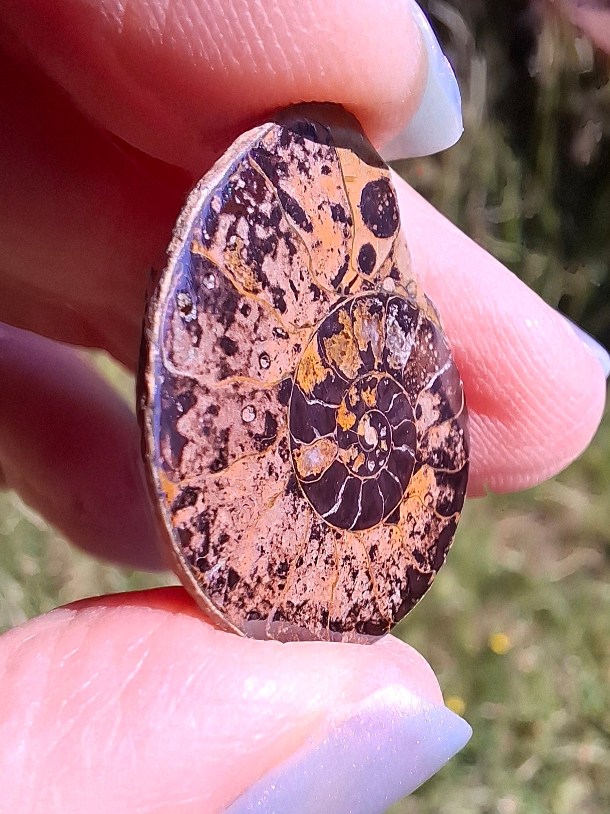 Small Haematite Ammonite HALF, 1.78g, Fossil (Ref: MA4)