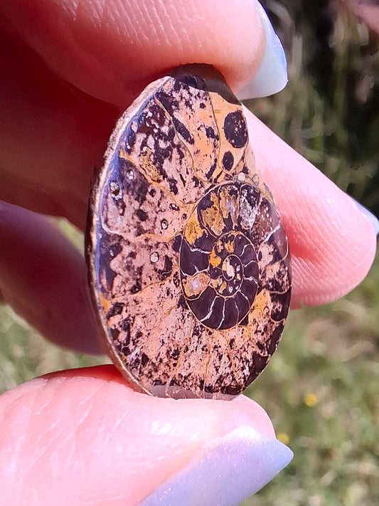 Small Haematite Ammonite HALF, 1.78g, Fossil (Ref: MA4)
