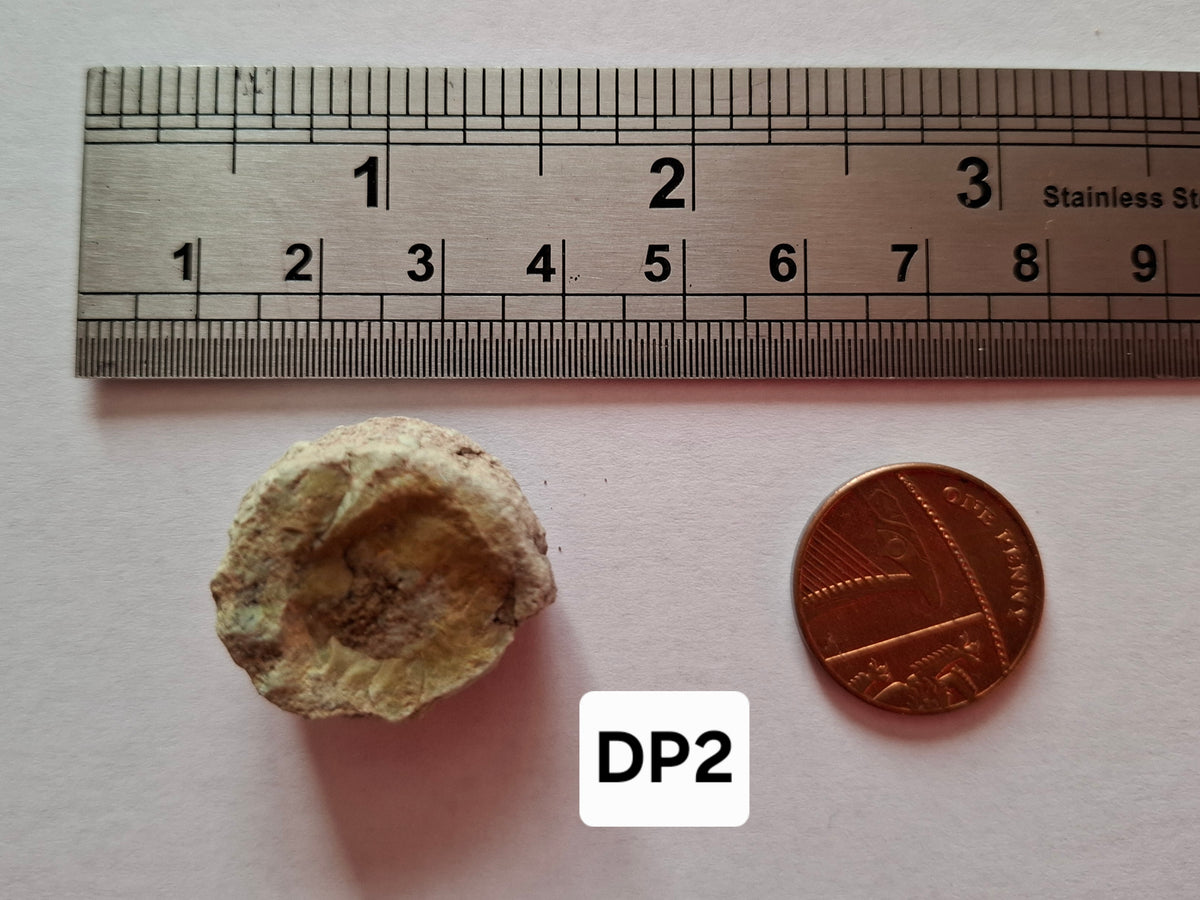 Sauropod Dinosaur Coprolite, 9.31g, Fossil (Ref: DP2)