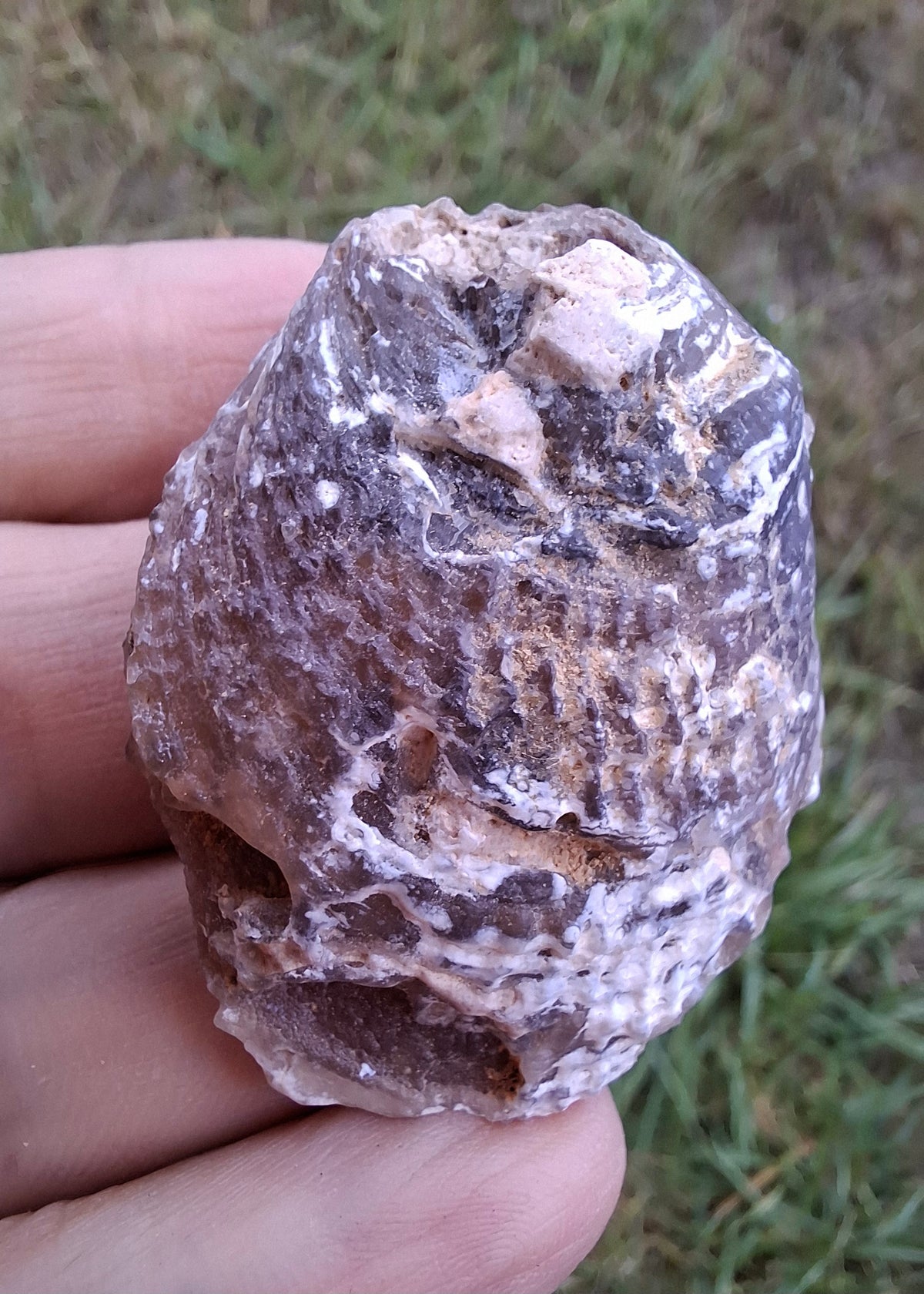 Chalcedony Oyster, Fossil (Ref: FO4)