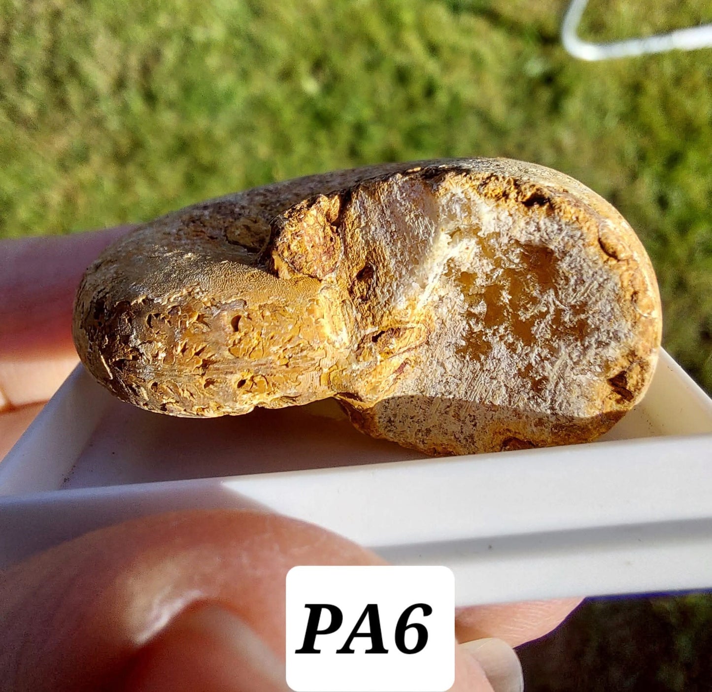 Phylloceras Ammonite, Fossil (Ref: PA6)