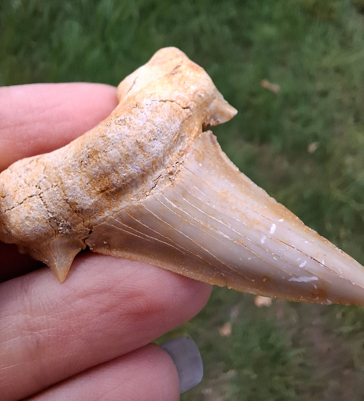 Otodus Shark Tooth, Fossil (Ref: OT6)