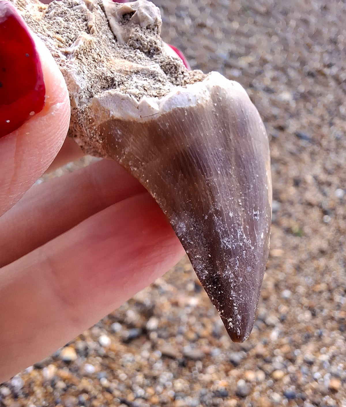 Mosasaurus Tooth with matrix, Fossil, (Ref: MTM1)