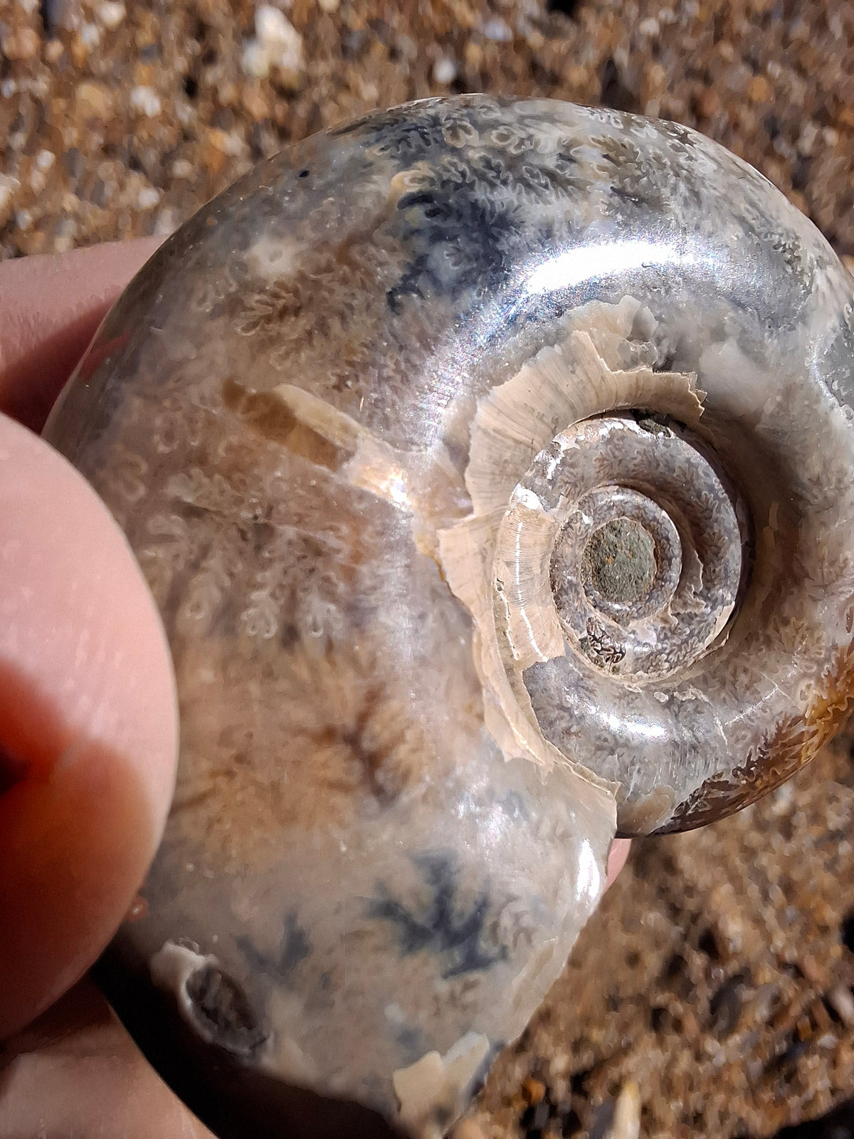 Polished Ammonite, Fossil (Ref: AMM1)