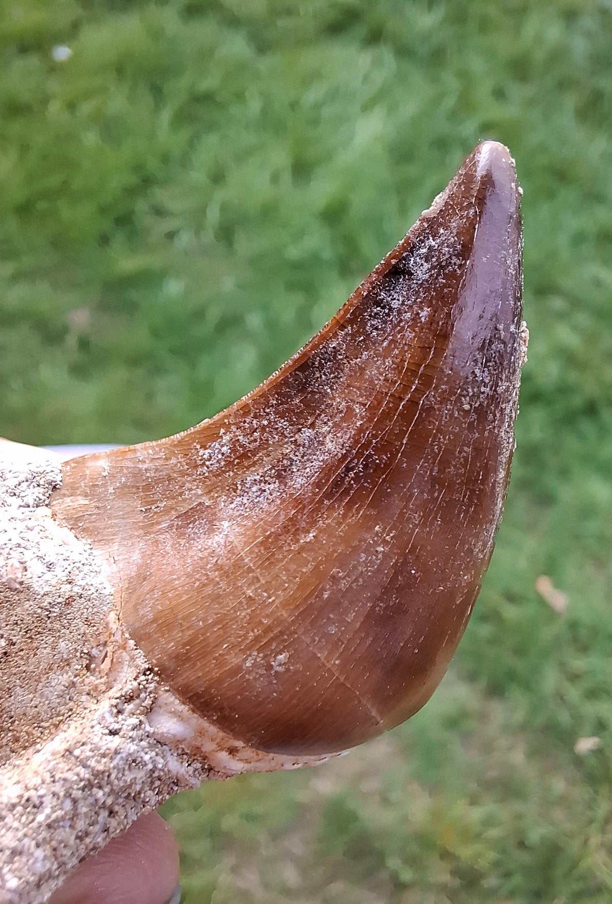 Mosasaurus Tooth with matrix, Fossil, (Ref: MTM1)