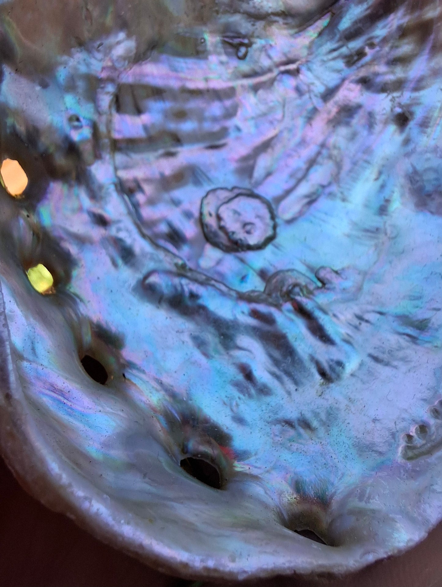 Abalone Shell, (Ref: SH2)