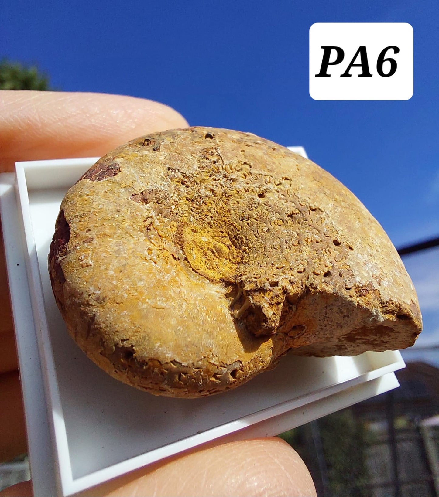 Phylloceras Ammonite, Fossil (Ref: PA6)