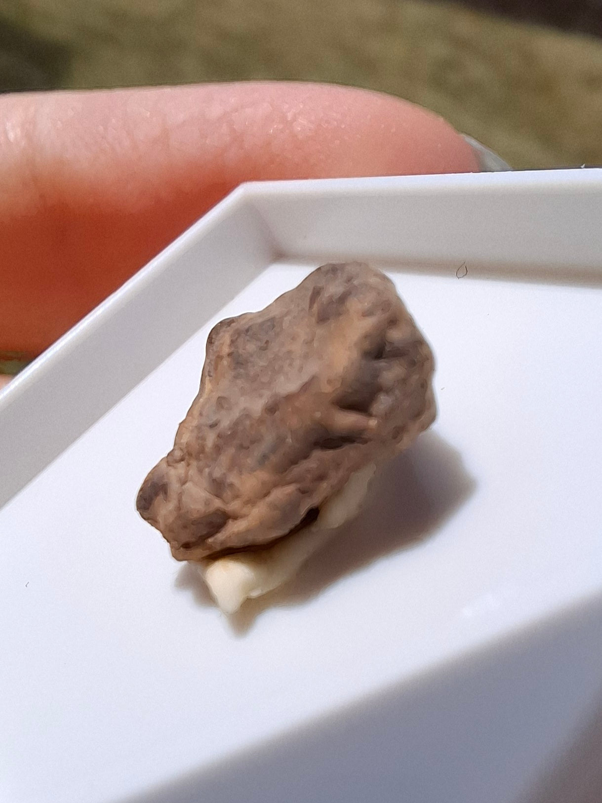 Chondrite, Meteorite (Ref: CM5)