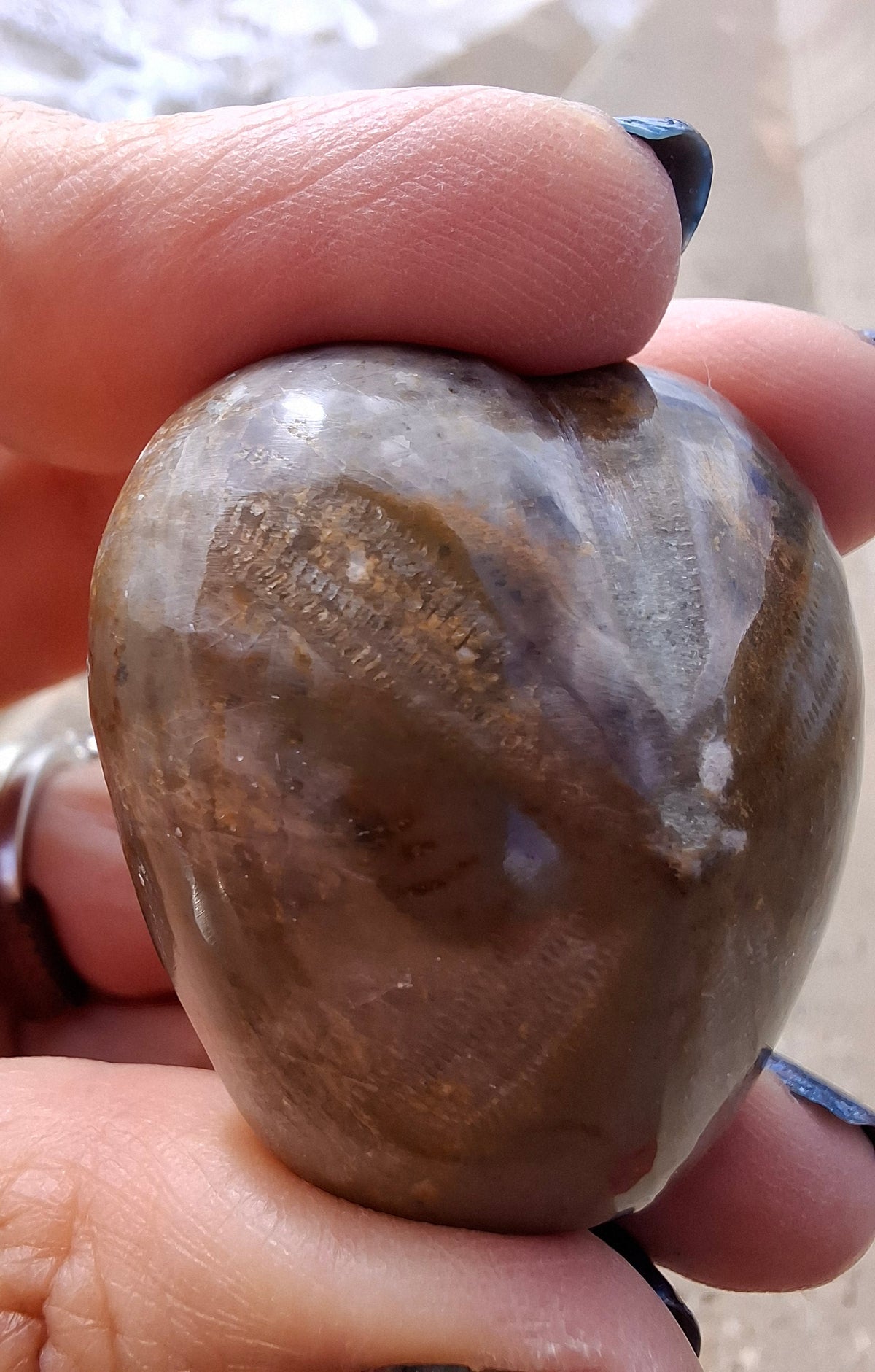 Polished Sea Urchin, Fossil (Ref: SU3)