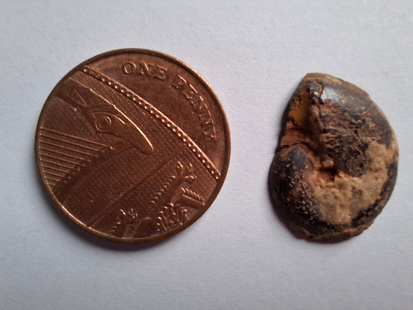 Small Haematite Ammonite HALF, 1.36g, Fossil (Ref: MA12)