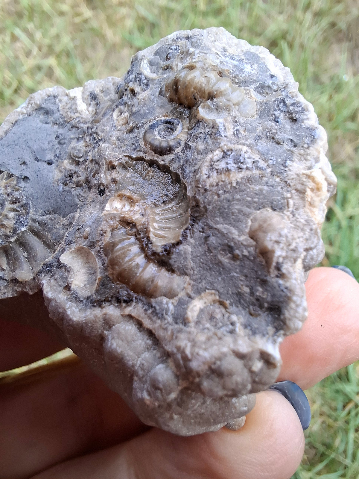 Ammonite Cluster, Fossil (Ref: ACL1)