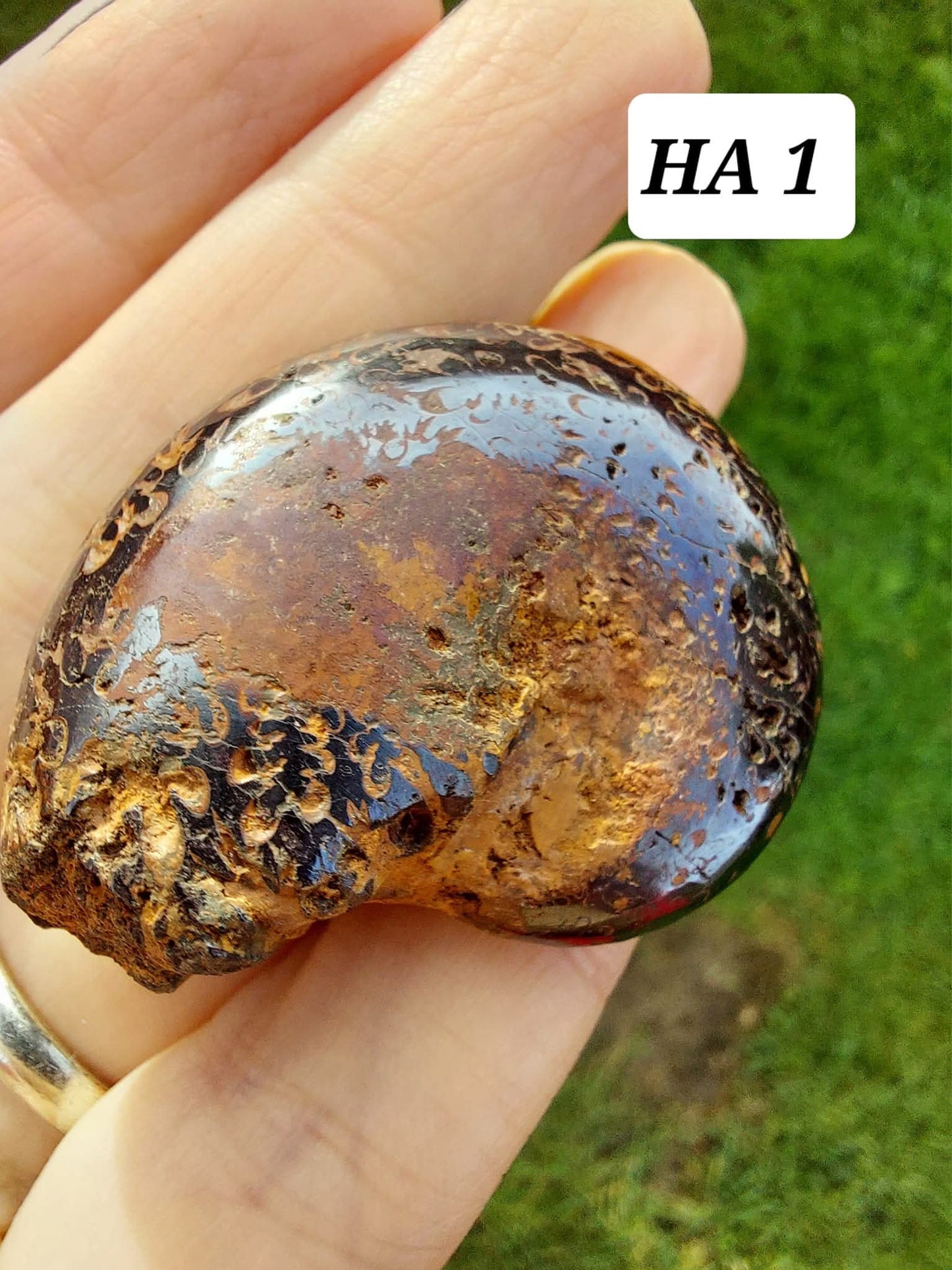 Hematite Ammonite, 21.29g, Fossil (Ref: HA1)