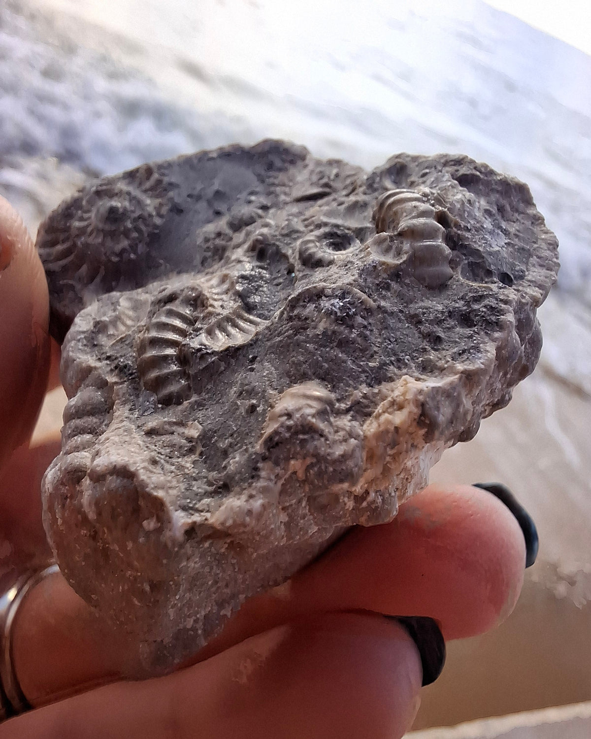 Ammonite Cluster, Fossil (Ref: ACL1)