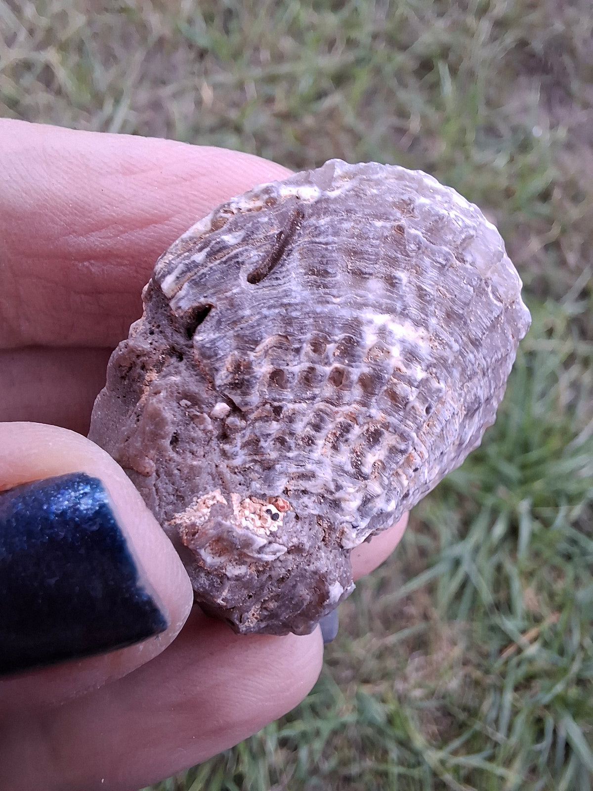 Chalcedony Oyster, Fossil (Ref: FO10)