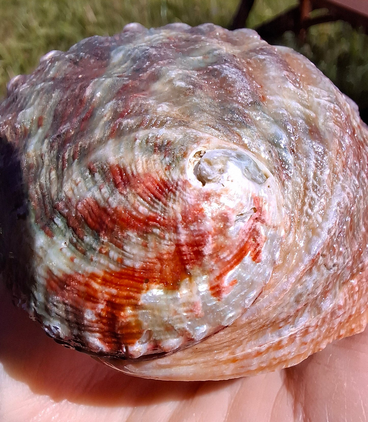 Abalone Shell, (Ref: SH3)