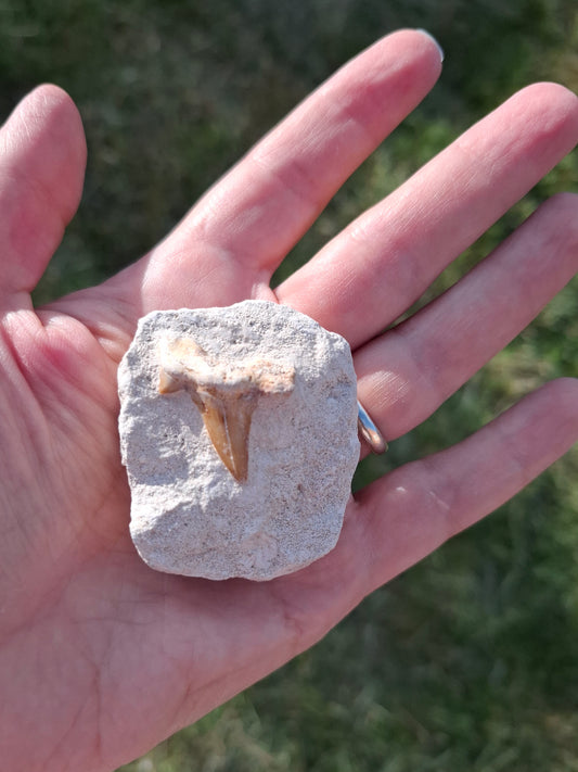 Otodus Shark Tooth, Fossil (Ref: OT4)