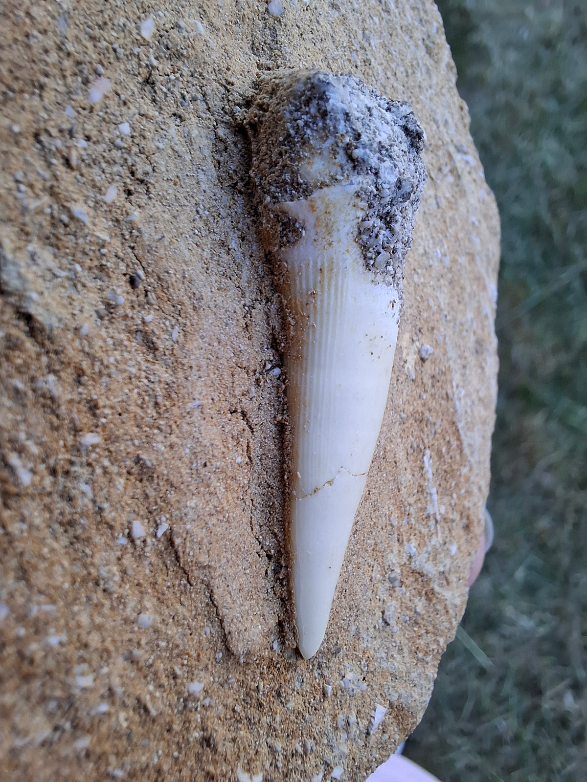 Enchodus Sabre Tooth, Fossil (Ref: ES6)