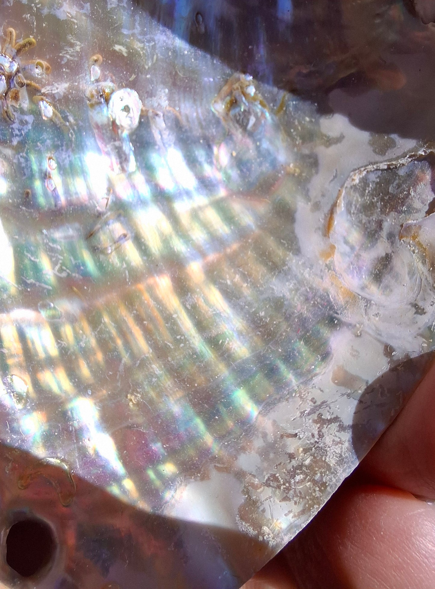 Abalone Shell, (Ref: SH1)