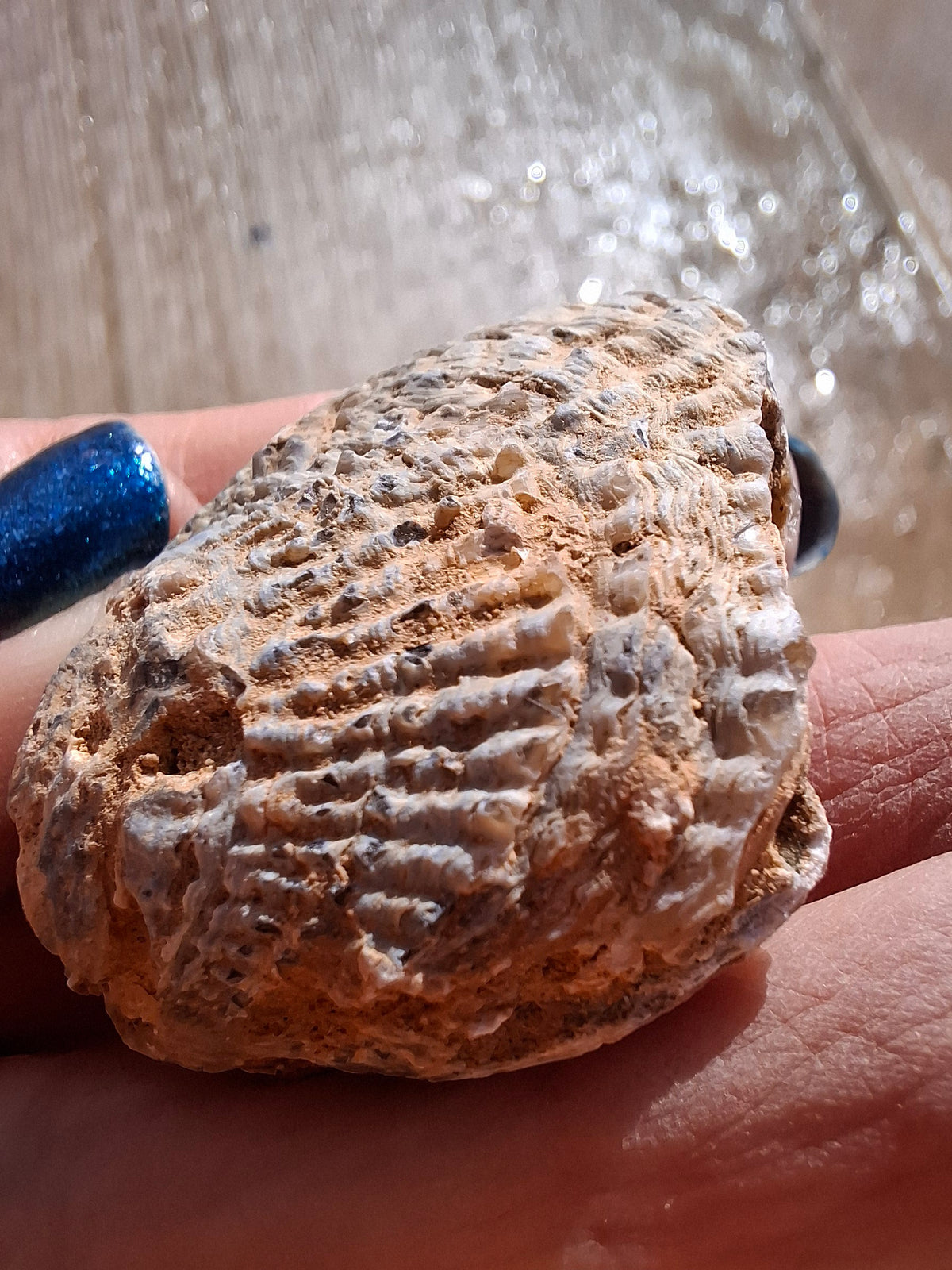 Chalcedony Oyster, Fossil (Ref: FO5)