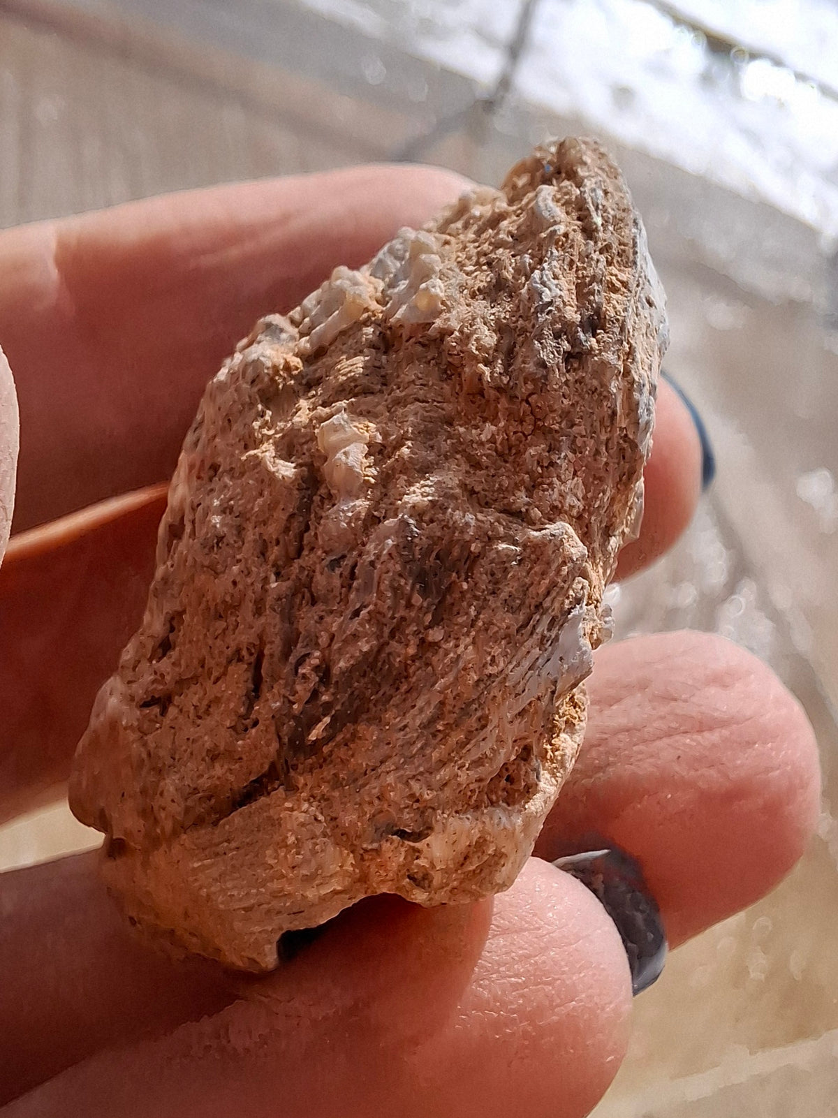 Chalcedony Oyster, Fossil (Ref: FO6)