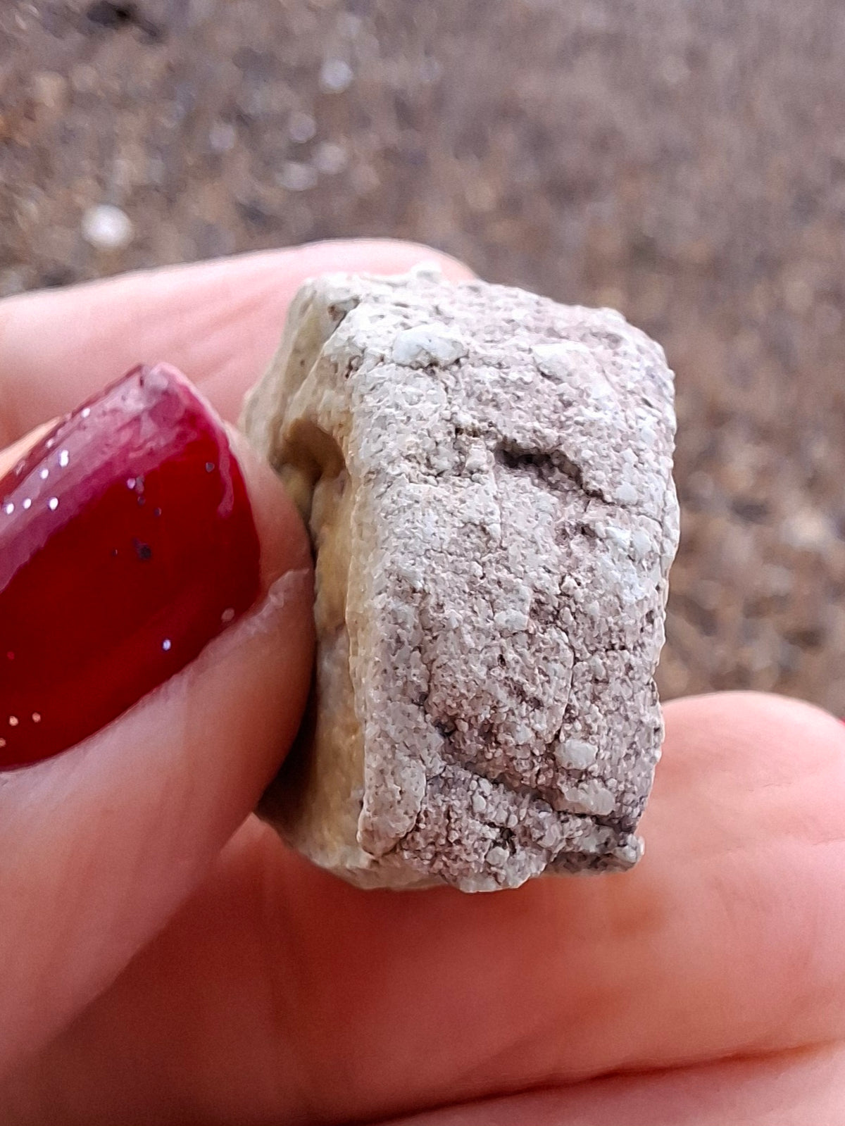 Sauropod Dinosaur Coprolite, 9.31g, Fossil (Ref: DP2)