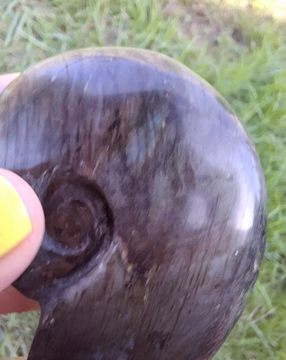 Labradorite Ammonite Carving, 153.97g, Crystal (Ref: laba2)