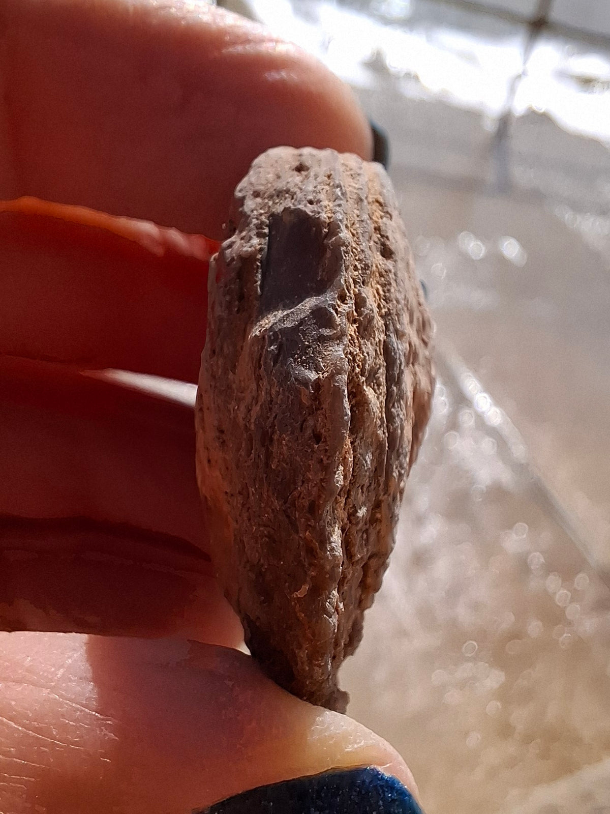 Chalcedony Oyster, Fossil (Ref: FO9)