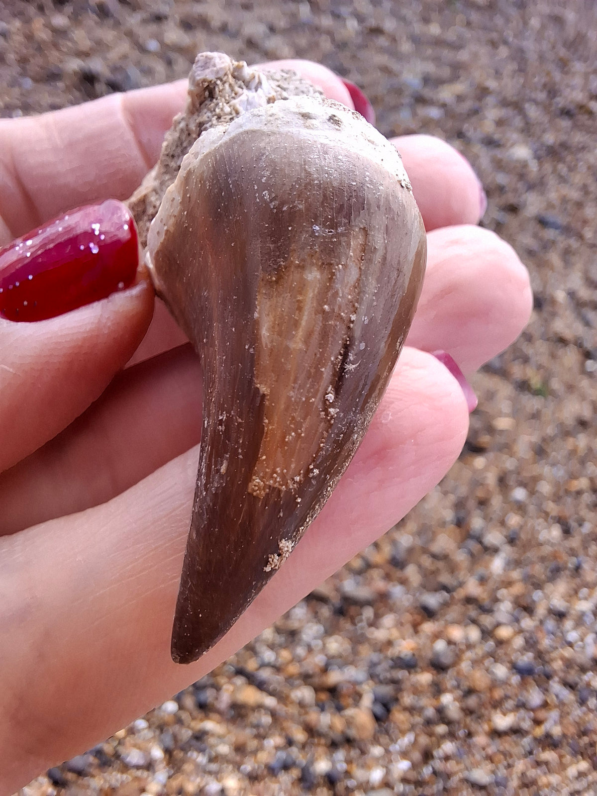 Mosasaurus Tooth with matrix, Fossil, (Ref: MTM1)