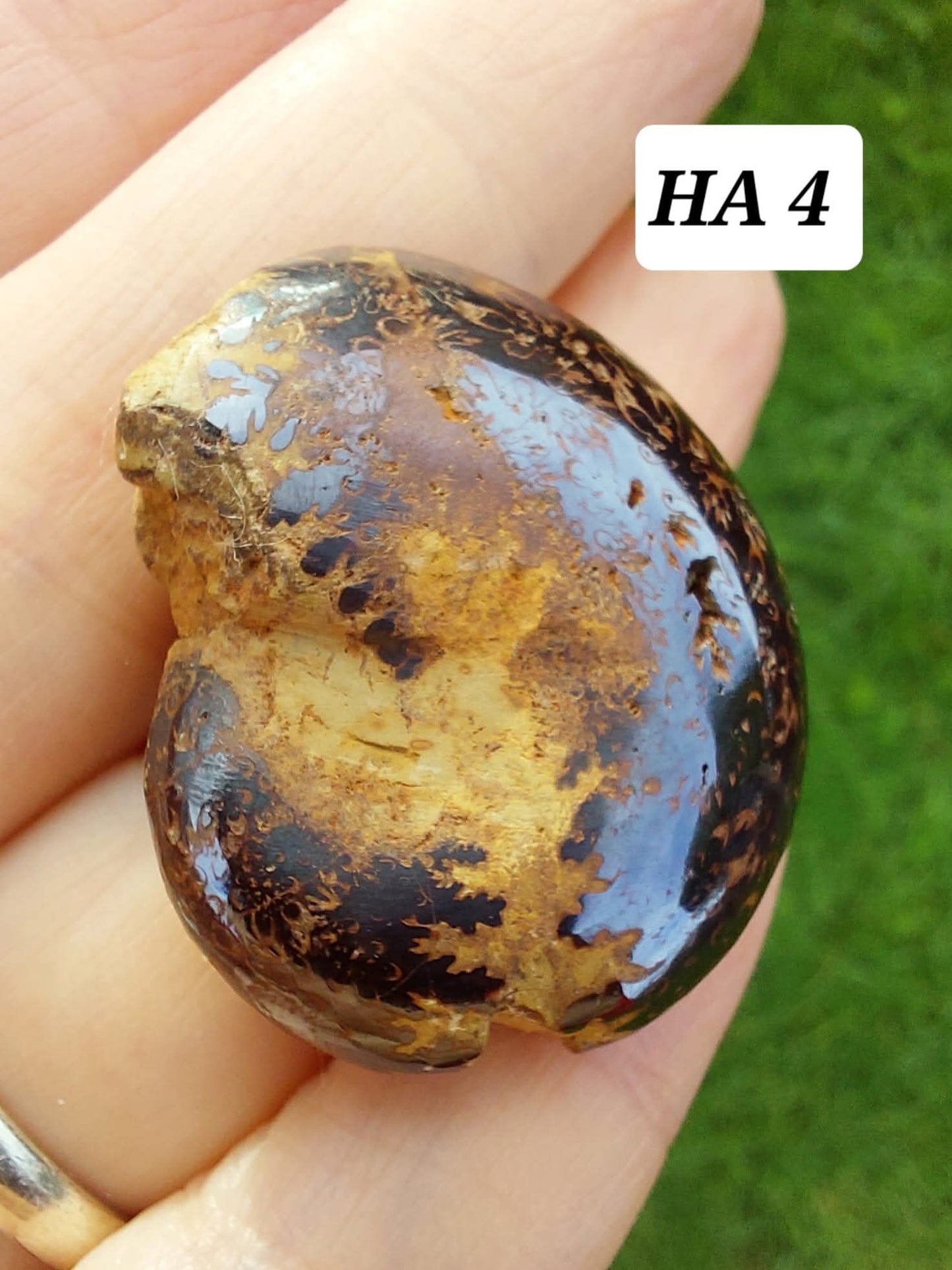 Hematite Ammonite, 18.26g, Fossil (Ref: HA4)