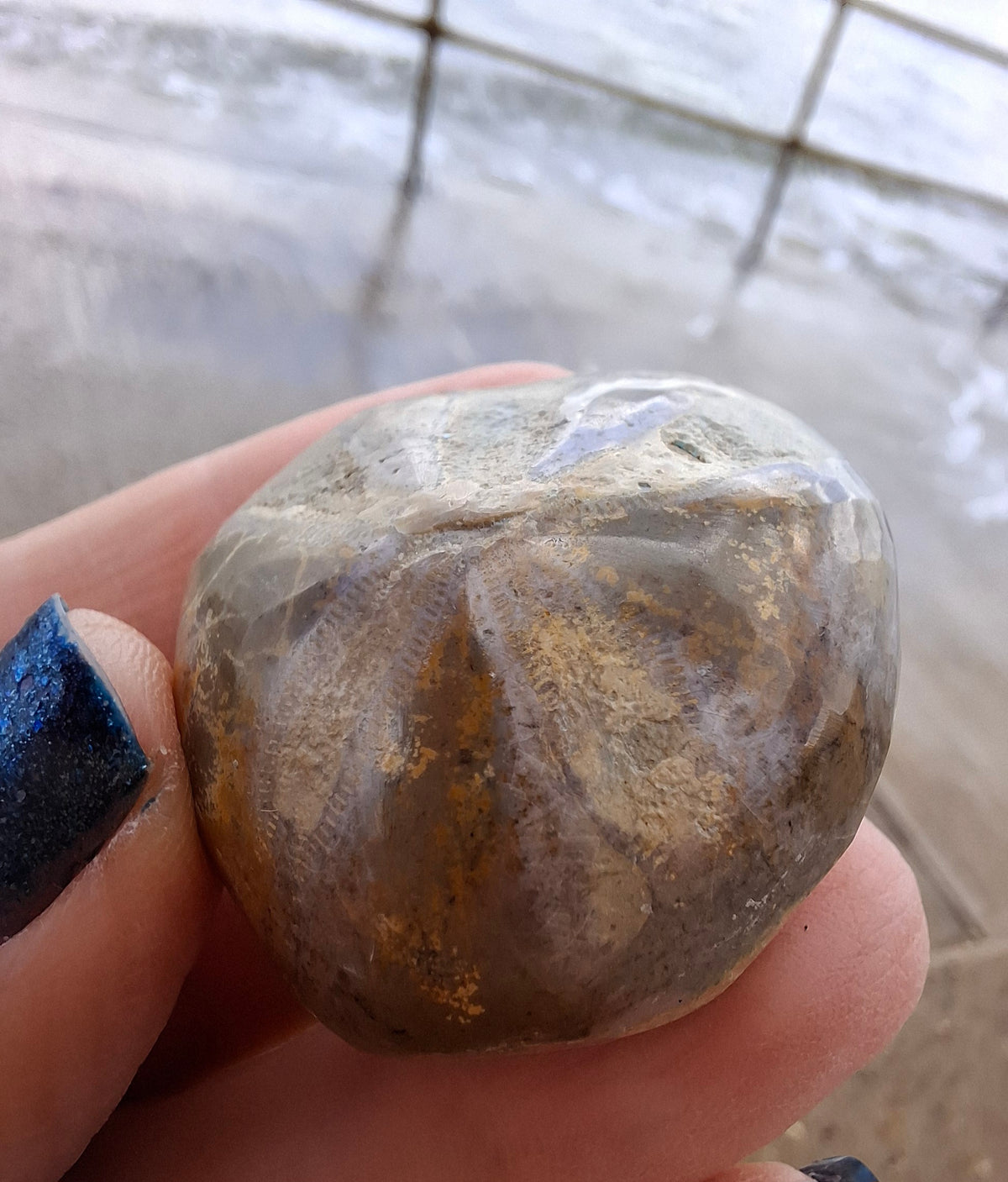 Polished Sea Urchin, Fossil (Ref: SU5)