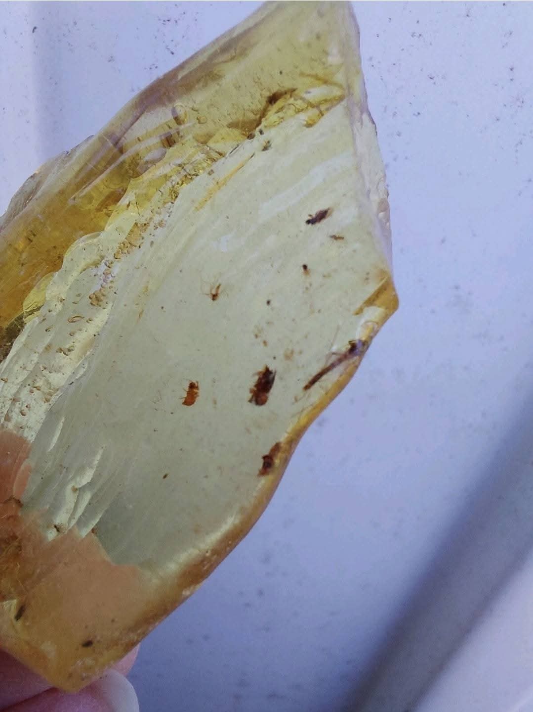 Copal Young Amber with INSECTS inside, 6.42g, Fossil (Ref: CA38)