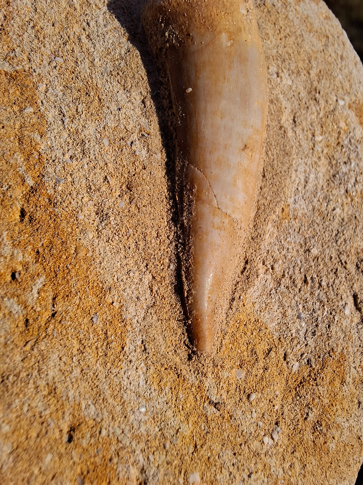 Enchodus Sabre Tooth, Fossil (Ref: ES1)