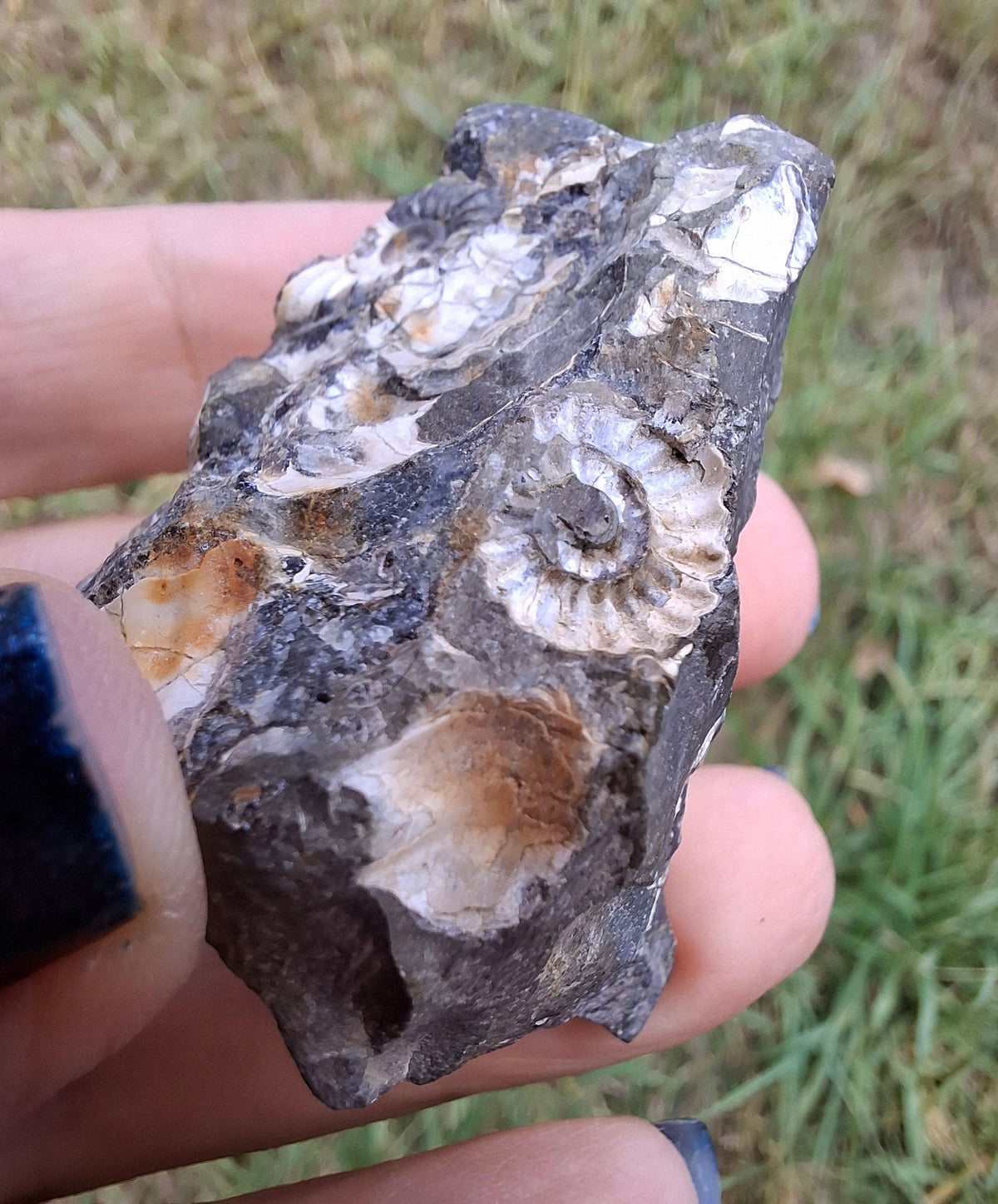 Ammonite Cluster, Fossil (Ref: ACL3)