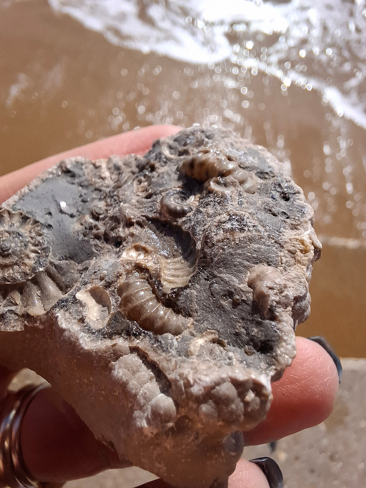 Ammonite Cluster, Fossil (Ref: ACL1)
