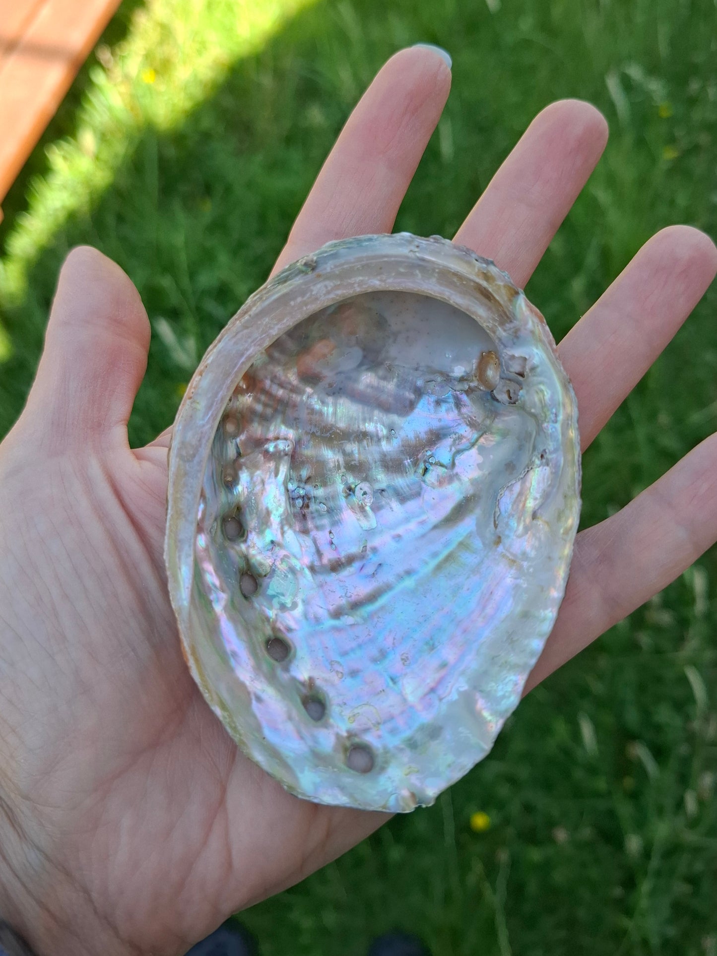 Abalone Shell, (Ref: SH1)