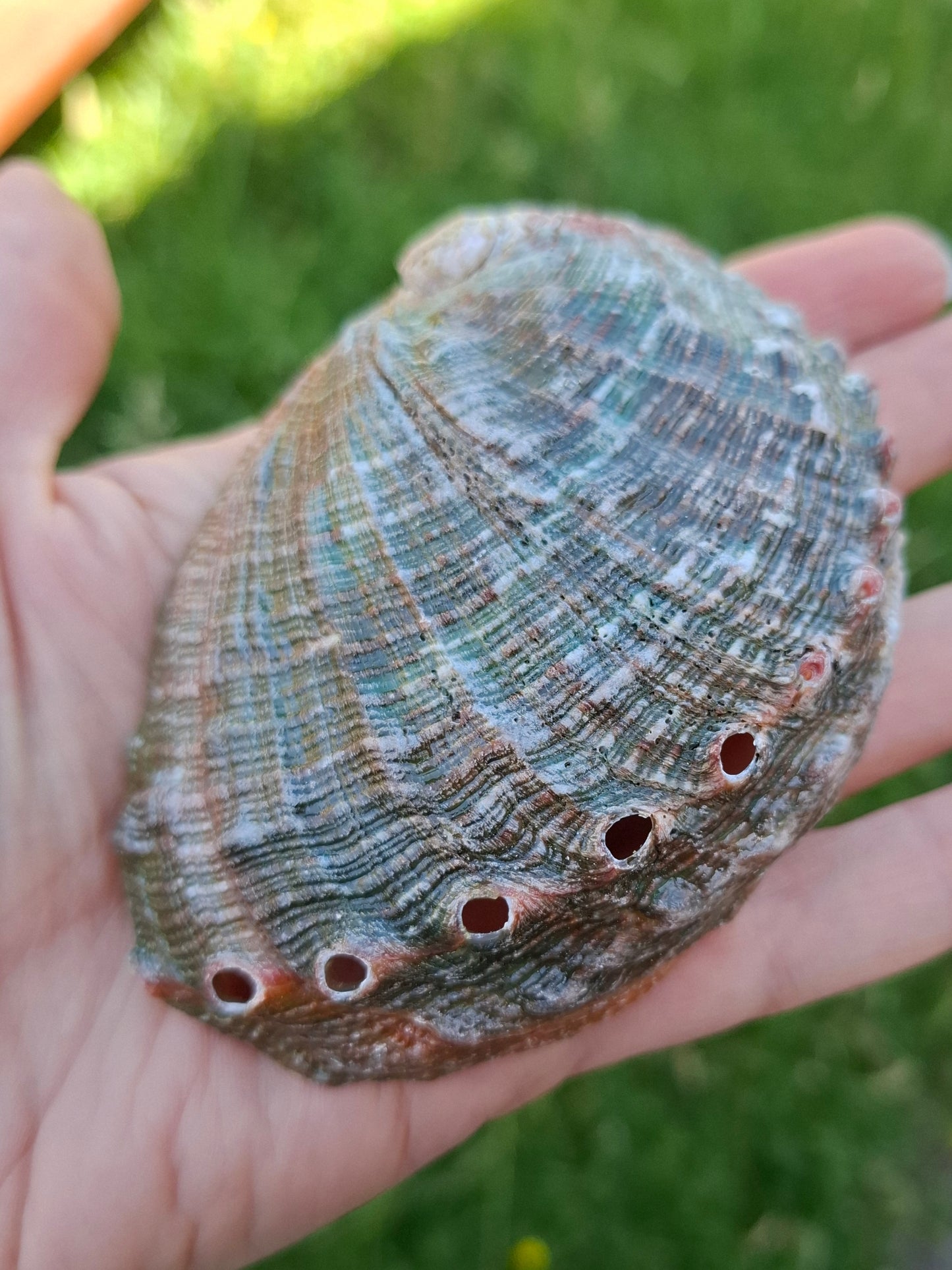 Abalone Shell, (Ref: SH1)